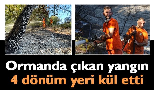 4 dönümlük orman, çıkan yangında zarar gördü