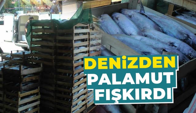 3 Bin kasa Palamut Çıktı