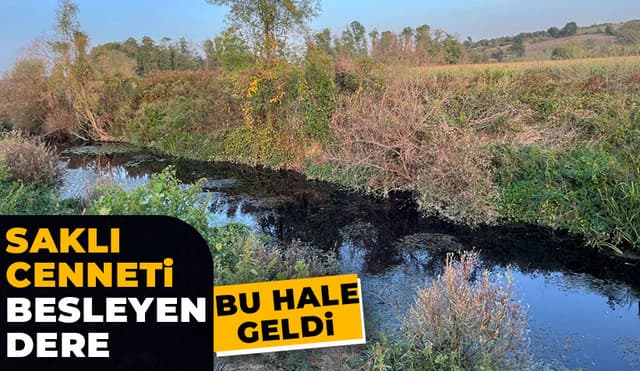 Acarlar Longozunu Besleyen Dere Siyaha Döndü
