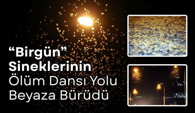 Akyazı’da ‘Birgün’ Sineklerinin Ölüm Dansı Yolu Beyaza Bürüdü