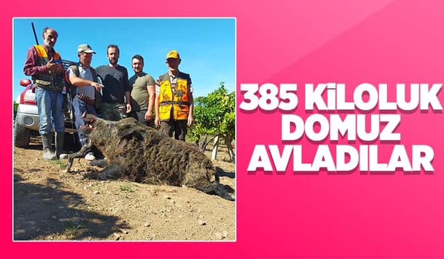 Avladıkları 385 Kiloluk Domuzla Poz Verdiler