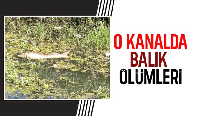 Karasu'da balık ölümleri