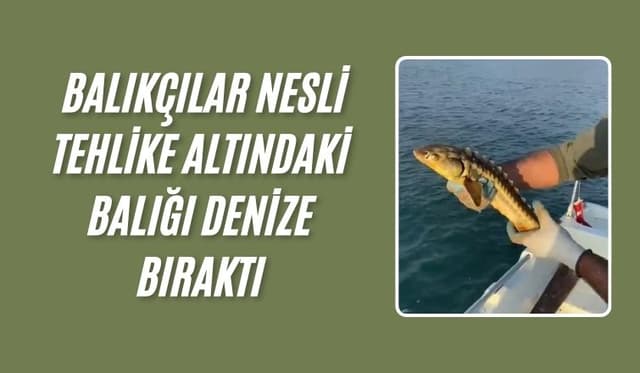 Karasu’da Balıkçılar Nesli Tehlike Altındaki Mersin Balığını Denize Bıraktı