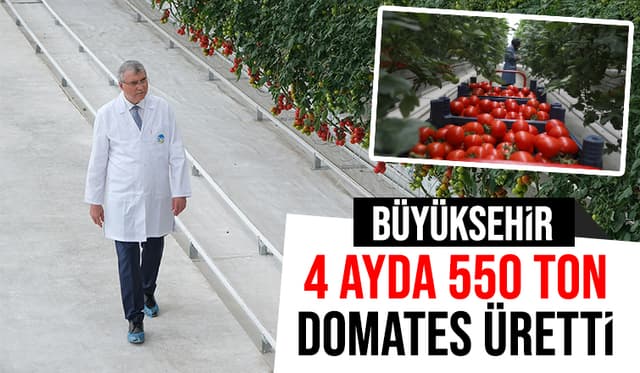 Büyükşehir 550 Ton Domates Üretti