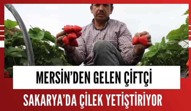 Mersin'den gelen çiftçi Sakarya'da çilek yetiştiriyor