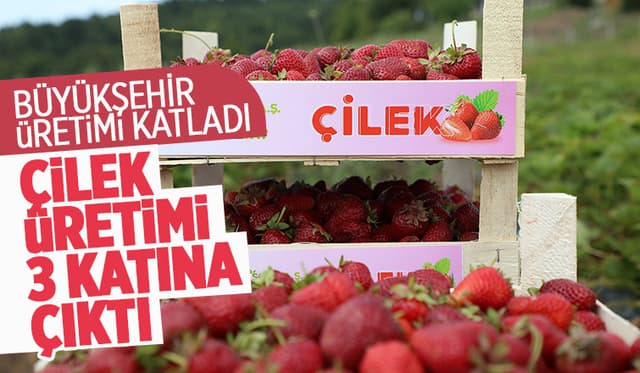 Büyükşehirin Çilek Üretimi 3 Katına Çıktı