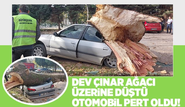 Dev Çınar Ağacı Parktaki Aracın Üzerine Yıkıldı