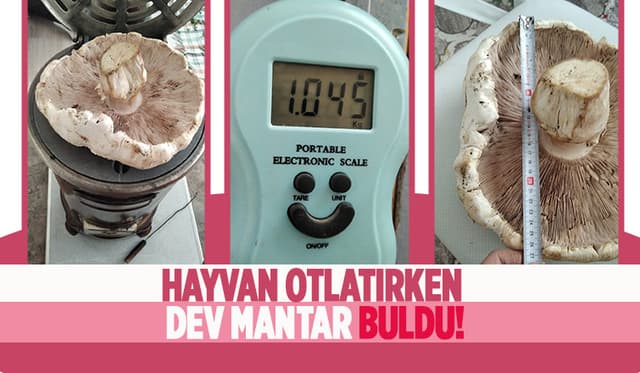 Dev mantar buldu; Gördüğüne inanamadı!