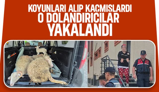 4 koyunu çalan dolandırıcılar yakalandı