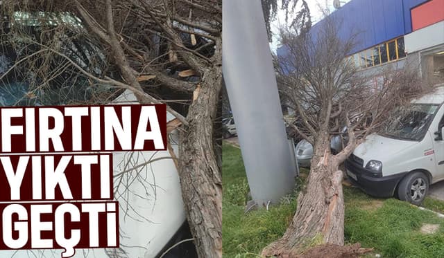Fırtınanın yıktığı ağaç araçların üzerine devrildi