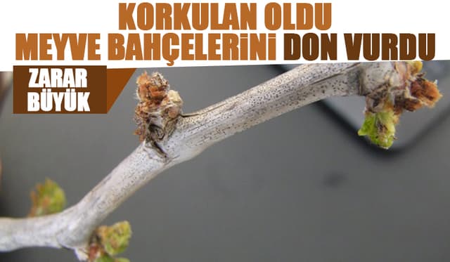 Geyve ve Pamukova'da meyve bahçelerini don vurdu