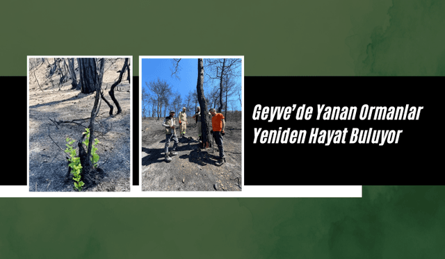 Geyve’de Yanan Ormanlar Yeniden Hayat Buluyor