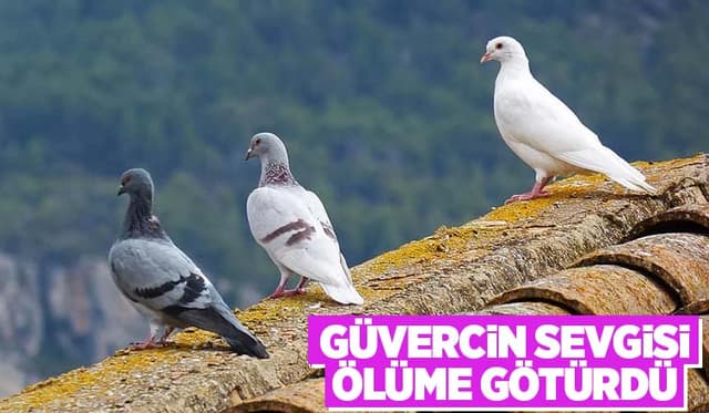 Güvercini Almak İsterken Çatıdan Düşüp Öldü