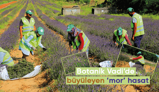 Lavanta hasadı sürüyor