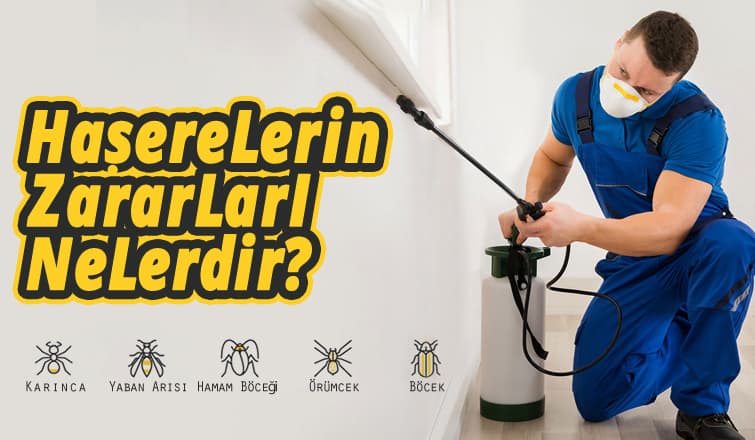 Haşerelerin Zararları Nelerdir?