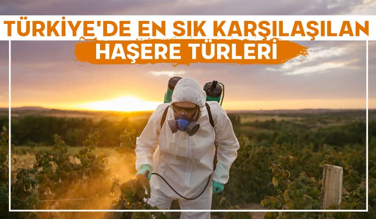 Türkiye'de En Sık Karşılaşılan Haşere Türleri