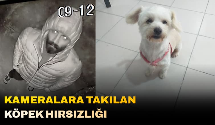 Görenlerin Dikkatine! Kameralara Takılan Köpek Hırsızlığı