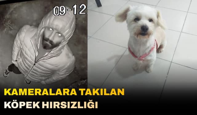 Görenlerin Dikkatine! Kameralara Takılan Köpek Hırsızlığı