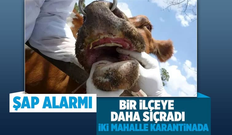 Sakarya'da ikinci şap vakası, o ilçeye de sıçradı