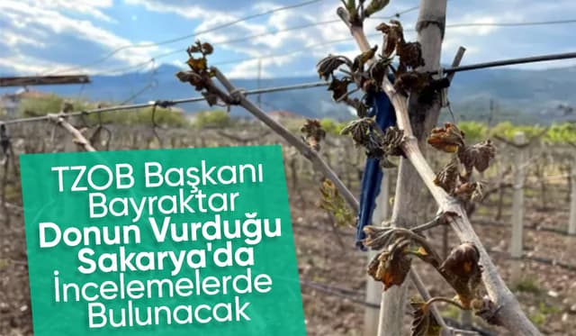 TZOB Başkanı don zararını yerinde görecek