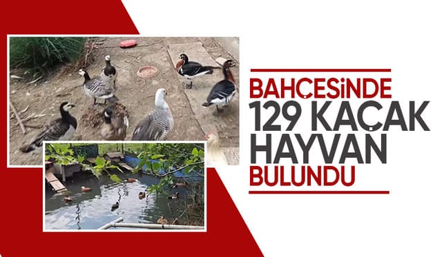 Akyazı'da kaçak hayvan operasyonu