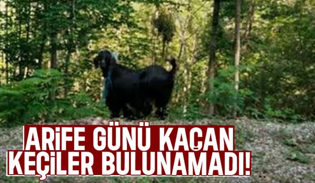 Arife günü kaçan 4 keçi kayıp