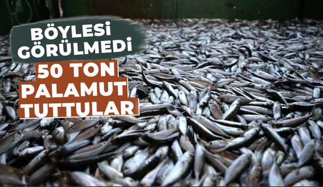 Karadenizde 50 Ton Palamut Tuttular