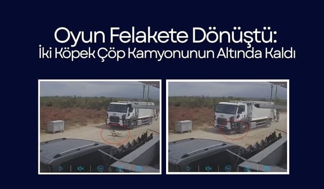 Karapürçek’te Acı Olay: İki Köpek Çöp Kamyonunun Altında Can Verdi