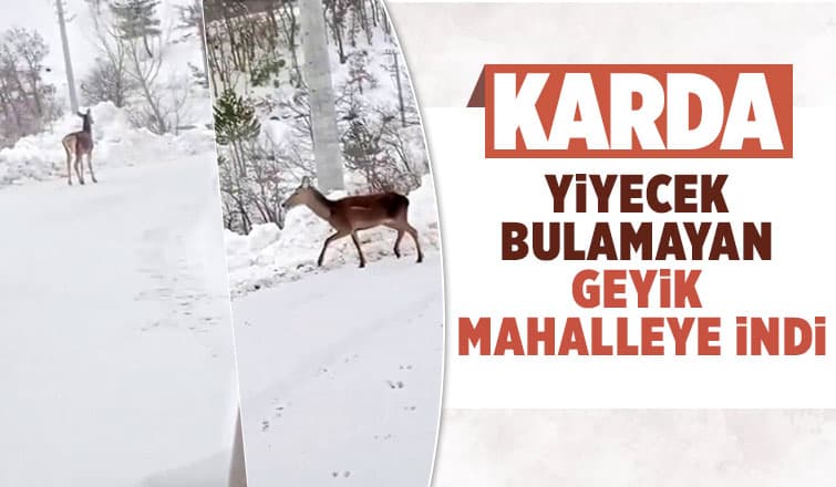 Yiyecek bulamayan geyik mahalleye kadar indi