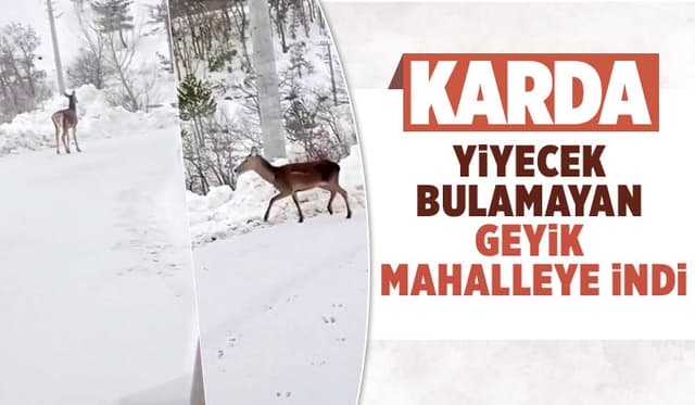 Yiyecek bulamayan geyik mahalleye kadar indi
