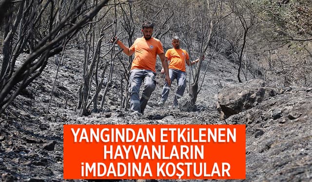 Büyükşehir orman yangınlarında can dostlar için harekete geçti
