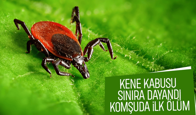 Kene Bolu'da can aldı