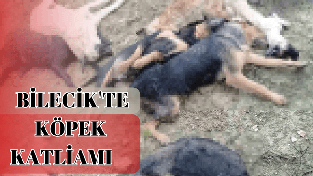 Bilecik'te köpek katliamı