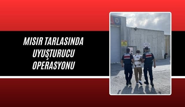 Jandarmadan Mısır Tarlasında Uyuşturucu Operasyonu: 1 Kişi Tutuklandı
