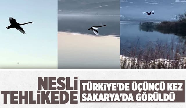 Nesli Tükenmekte Olan Siyah Kuğu Sakarya'da Görüntülendi