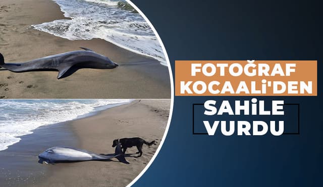 Ölü Yunus Balığı Kıyıya Vurdu