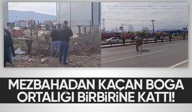 Mezbahadan kaçan boğa ortalığı karıştırdı