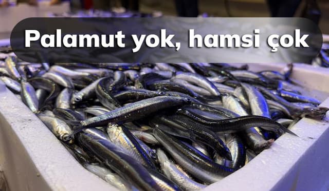 Palamudun yerini hamsi aldı: Tezgahların yeni gözdesi