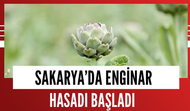 Sakarya'da Enginar Hasadı Başladı