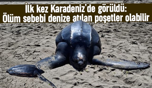 Ölüm sebebi denize atılan poşetler mi?