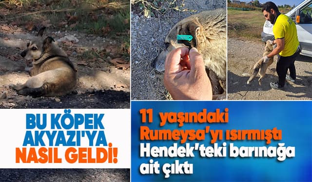 Akyazı'da çocuğu ısıran köpeğin kaydı Hendek'ten çıktı
