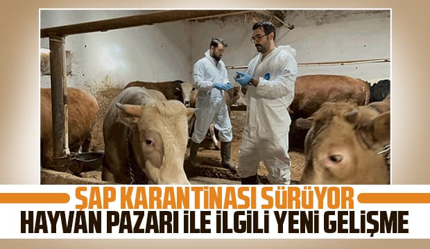 Sakarya'da şap hastalığı sürüyor