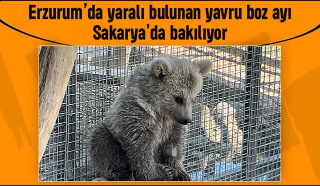 Yavru ayı Sakarya’da doğal yaşamına hazırlanıyor.