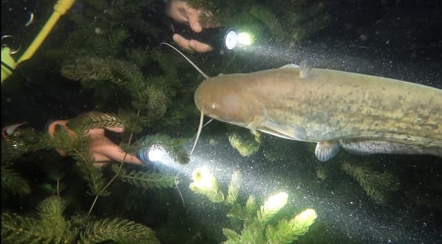 Sapanca Gölü’nün büyülü su altı dünyası gün yüzüne çıkıyor