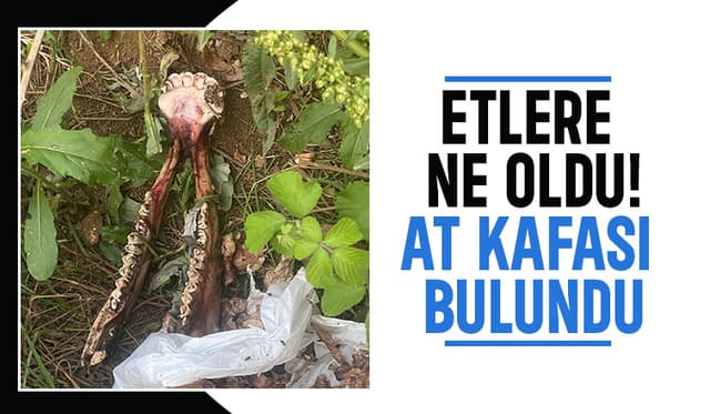 Mezarlık kenarında at kemikleri bulundu