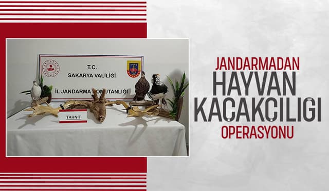 Kaçakçılık operasyonu; 98 hayvan ele geçirildi
