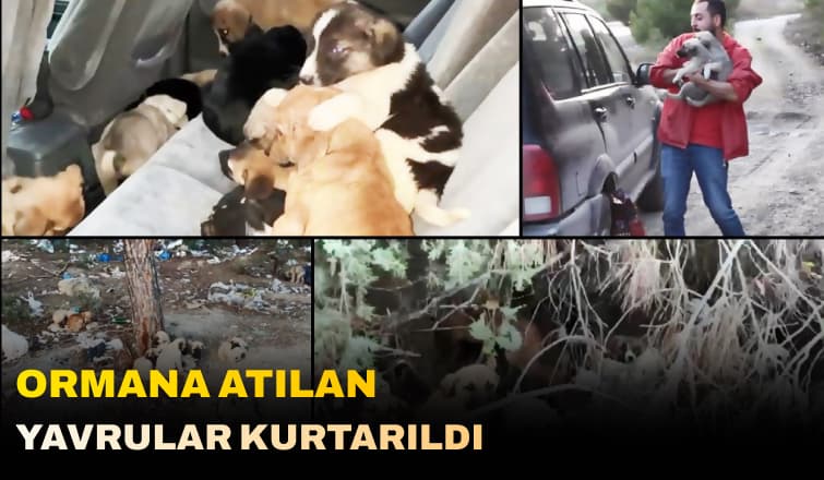 Ormana Atılan Yavru Köpekler Kurtarıldı