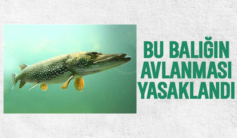 Turna Balığına Av Yasağı Geldi