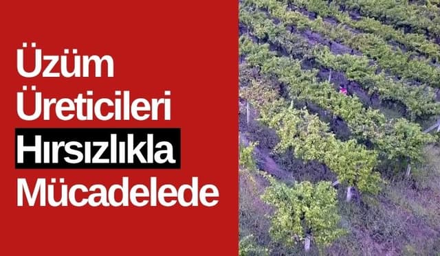 Üzüm Üreticileri Hırsızlıkla Mücadelede Gece Gündüz Nöbette