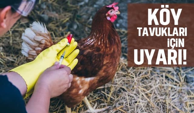 Köy tavukları için aşı uyarısı